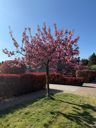 Medium property photo - Graafland 12, 1251 NJ Laren